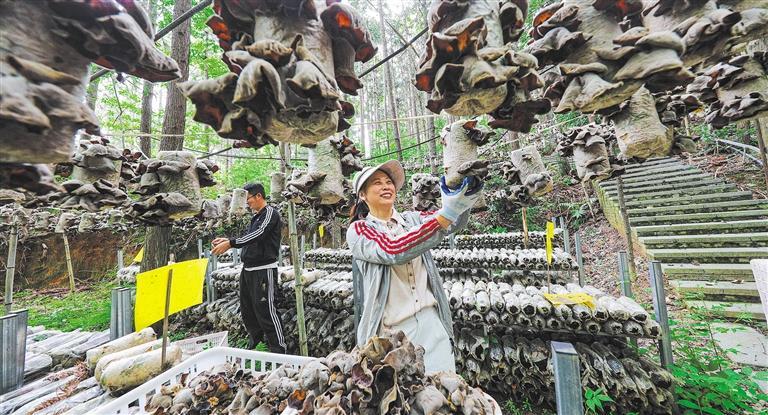 质量发展产业调研】林下生金mg不朽情缘平台网站【高(图2)